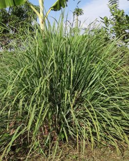 Huile essentielle Citronnelle de Java BIO – Floressence